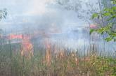 В Николаеве горел Балабановский лес: пожар распространился почти на 2 гектара. ФОТО