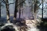 В Николаеве из-за непотушенного костра выгорело 300 квадратных метров леса