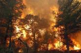 В Чернобыльской зоне горит лес, пожар тушат с воздуха