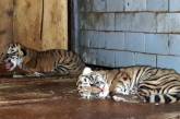 В Николаевском зоопарке родились двое тигрят. ФОТО