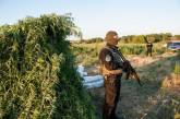 В Новоодесском районе полицейские уничтожили более 12 000 кустов конопли