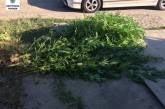 Патрульные обнаружили николаевца, который выращивал в своем дворе коноплю