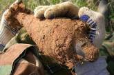 За выходные на полях Николаевщины найдены минометная мина и реактивный артиллерийский снаряд времен войны