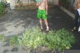 На Николаевщине местный житель выращивал коноплю на огороде