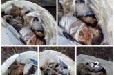 В Киеве обнаружили зверски убитых котят с поломанными костями и без глаз. ФОТО 18+