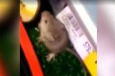 В киевском супермаркете засняли евшую суши мышь