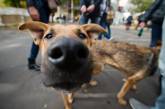 В Николаеве планируют уничтожить 5000 бездомных собак