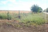 На Николаевщине уничтожили посевы конопли, которые росли на окраине сел