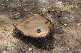 В городском парке Южноукраинска браконьеры в форме коммунальщиков спилили столетние дубы  