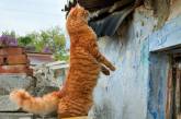 Зимний фристайл «Кошкин дом»: всех николаевцев приглашают в гости... кошки!