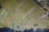 На Николаевщине мужчина вырастил 30 кг марихуаны стоимостью миллион гривен 