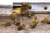 Гибель насекомых в Европе грозит экологическим Армагеддоном