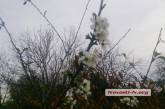 В Николаеве в конце октября зацвела вишня