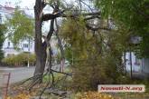 В центре Николаева раскололось дерево: упавшая ветка загородила тротуар 