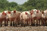 В Украине выявили новый случай африканской чумы свиней
