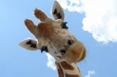 В Николаевском зоопарке весной приобретут жирафов