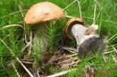 В Николаевской области люди травятся грибами