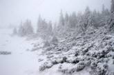 В Луганской области аномальный снегопад ломает деревья