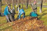 Администрация Центрального района готова заплатить почти 4 млн.грн за уборку листьев