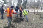 Николаевские городские службы начали осеннюю высадку деревьев