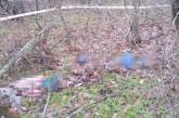 В лесу под Одессой найдены трупы женщины и двух детей: погибшие пропали еще в марте