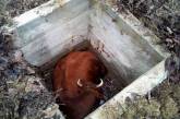 На Николаевщине спасатели вытащили корову из колодца