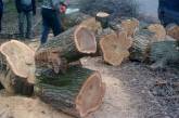В Николаеве патрульные позволили незаконно спилить деревья