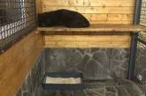В Подмосковье пантера насмерть загрызла украинца