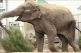 Опубликовано видео, как в зоопарке Харькова слоны бросались новогодними елками