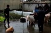 В Китае свинья отбила своего собрата у мясника. ВИДЕО