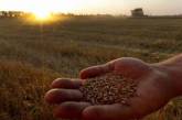 Украина исчерпала квоты на поставки пшеницы в ЕС