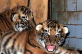 В Николаевском зоопарке родились тигрята