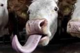 В Одесской области корова съела спрятанные грабителем... 5,5 тысячи долларов!