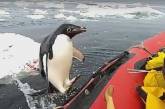 Пингвин запрыгнул в лодку к ученым "для инспекции". ВИДЕО