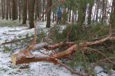За срубленную сосну в Матвеевском лесу лесхоз требует с нарушителей штраф в более чем 4 тыс грн