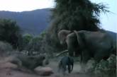 Слониха защищает своего малыша от напавшего льва. ВИДЕО