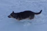 Аномальные морозы в Казахстане: животные на ходу вмерзают в лед. ВИДЕО
