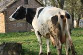 В Одесской области корова съела несколько тысяч награбленных долларов