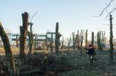 За изуродованные деревья в Ингульском районе Николаева насчитан штраф в 60 тыс. грн