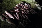 На Николаевщине поймали двух браконьеров с большим уловом рыбы