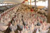 Украина почти вдвое увеличила экспорт мяса птицы