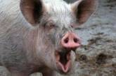 В центре Запорожья нашли голову свиньи с гранатой в пасти