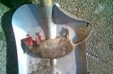 Полчища крыс атакуют детский сад Южноукраинска