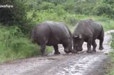 Схватка носорогов за территорию. ВИДЕО 