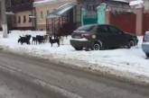 Николаевцы обеспокоены стаей собак, которая бегает в центре города 