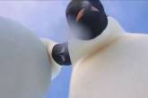В Сети появилось селфи-видео с пингвинами. ВИДЕО