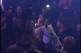 В Майами закрыли клуб из-за лошади на танцполе 