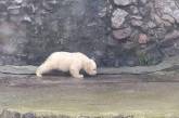 В Николаевском зоопарке белая медведица вывела своего малыша в вольер. ВИДЕО
