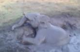 Упавшего в яму слоненка спасали при помощи экскаватора. ВИДЕО