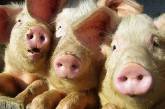 С 2020 года в Украине хотят запретить домашнюю свинину и говядину